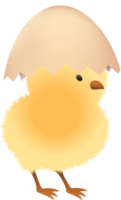 polluelo en roto marrón huevo Superior parte png