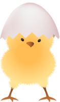 Chick in broken white egg upper part png