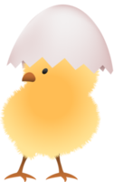 Chick in broken white egg upper part png