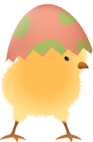 Chick in broken Easter egg with leaf upper part png