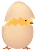 Chick in broken brown egg png