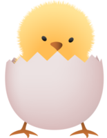 Chick in broken white egg lower part png