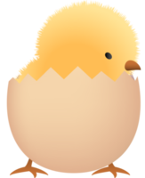 Chick in broken brown egg lower part png