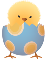 Chick in broken Easter egg with oval lower part png