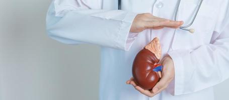 Doctor holding Anatomical kidney Adrenal gland model. disease of Urinary system and Stones, Cancer, world kidney day, Chronic kidney, Urology, Nephritis, Renal and Transplant concept photo