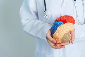 doctor holding human Brain model. World Brain Tumor day, Brain Stroke, Dementia, alzheimer, parkinson and world mental health concept photo