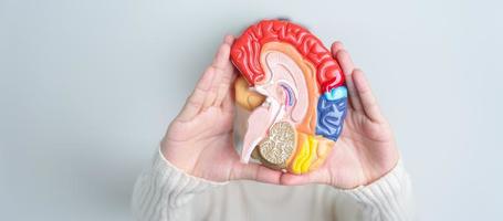 Woman holding human Brain model. World Brain Tumor day, Brain Stroke, Dementia, alzheimer, parkinson and world mental health concept photo