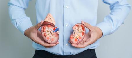 Man holding Anatomical human kidney Adrenal gland model. disease of Urinary system and Stones, Cancer, world kidney day, Chronic kidney and Organ Donor Day concept photo