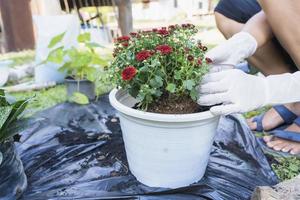 de cerca de un blanco maceta y mujer manos con blanco guantes preparando el suelo para plantando flores dentro un maceta. plantando flores en el jardín hogar. jardinería a verano foto