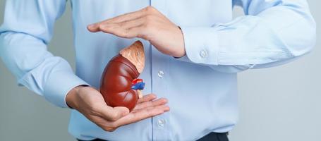 Man holding Anatomical human kidney Adrenal gland model. disease of Urinary system and Stones, Cancer, world kidney day, Chronic kidney and Organ Donor Day concept photo