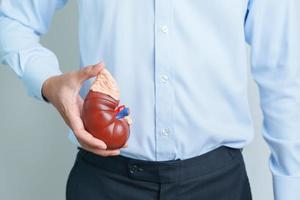 Man holding Anatomical human kidney Adrenal gland model. disease of Urinary system and Stones, Cancer, world kidney day, Chronic kidney and Organ Donor Day concept photo