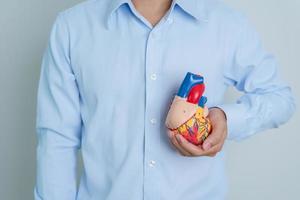 man holding human Heart model. Cardiovascular Diseases, Atherosclerosis, Hypertensive Heart, Valvular Heart, Aortopulmonary window, world Heart day and health concept photo