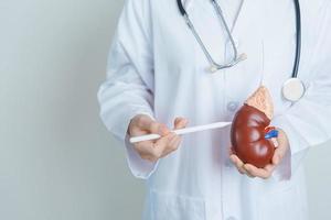 Doctor holding Anatomical kidney Adrenal gland model. disease of Urinary system and Stones, Cancer, world kidney day, Chronic kidney, Urology, Nephritis, Renal and Transplant concept photo