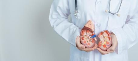 Doctor holding Anatomical kidney Adrenal gland model. disease of Urinary system and Stones, Cancer, world kidney day, Chronic kidney, Urology, Nephritis, Renal and Transplant concept photo