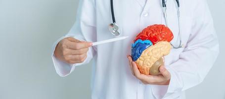 doctor holding human Brain model. World Brain Tumor day, Brain Stroke, Dementia, alzheimer, parkinson and world mental health concept photo