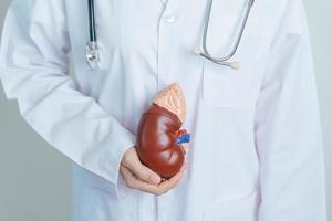 Doctor holding Anatomical kidney Adrenal gland model. disease of Urinary system and Stones, Cancer, world kidney day, Chronic kidney, Urology, Nephritis, Renal and Transplant concept photo