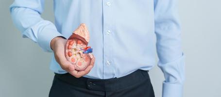 Man holding Anatomical human kidney Adrenal gland model. disease of Urinary system and Stones, Cancer, world kidney day, Chronic kidney and Organ Donor Day concept photo