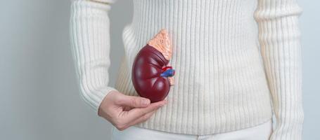 woman holding Anatomical human kidney Adrenal gland model. disease of Urinary system and Stones, Cancer, world kidney day, Chronic kidney and Organ Donor Day concept photo