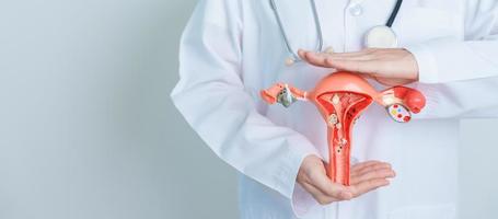 Doctor holding Uterus and Ovaries model. Ovarian and Cervical cancer, Cervix disorder, Endometriosis, Hysterectomy, Uterine fibroids, Reproductive system and Pregnancy concept photo