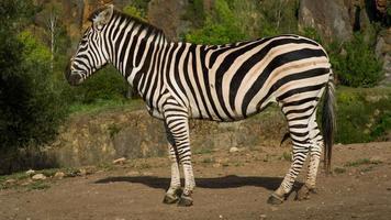 A zebra in a safari landscape video