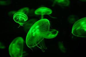 Green jellyfish on dark background photo