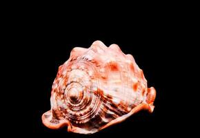 Shell on dark background photo