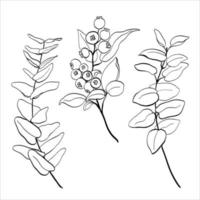 Set of blueberry, eucalyptus leaves and branches. Vector illustration of greenery