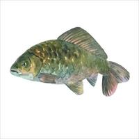 Watercolor illustration, single Crucian fish, carp, animal isolated on a white background . vector