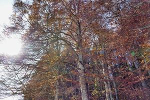 Trees in the forest photo