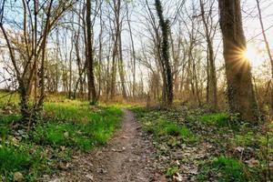 Trees in the forest photo