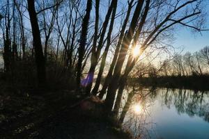 Trees in the forest photo