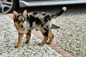 Black and white puppy photo