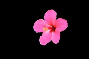 Hibiscus flower beautiful isolated  on black background and clipping path photo