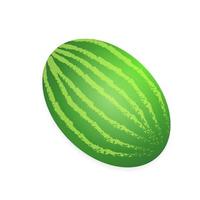 Watermelon isolated on white background. Vector illustration