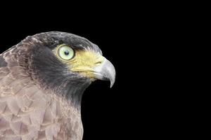 Falcon Peregrine or eagle on black background and clipping path photo