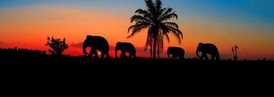 panorama silueta elefante manada animales fauna silvestre caminando en crepúsculo puesta de sol hermosa antecedentes. con Copiar espacio añadir texto foto