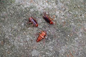 cucaracha muerto en el piso cemento foto