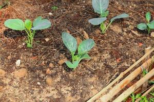 Chinese kale vegetable in the garden photo