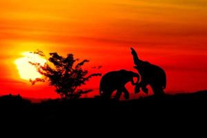 silueta elefante batalla animales fauna silvestre en crepúsculo puesta de sol hermosa antecedentes. con Copiar espacio añadir texto foto