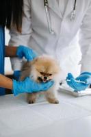 Two doctors are examining him. Veterinary medicine concept. Pomeranian in veterinary clinic. photo