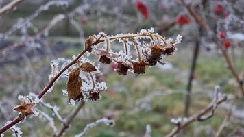 coberto de neve framboesa flores congeladas dentro geada em uma arbusto dentro a jardim. video