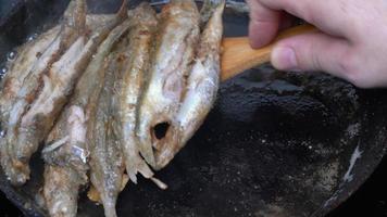 Cook frying and stirring capelin fish fried in iron pan. Broiled fish - traditional Asian cuisine as an appetizer or garnish. Close-up view of chef stirs roasted caplin fish with wooden spatula video