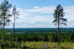 Trees in the forest photo