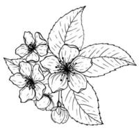 Apple tree branch with flower drawings. Black and white with line art on white backgrounds. Hand Drawn Botanical Illustrations vector