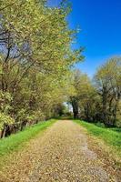 Trees in the forest photo