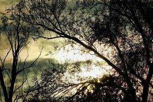 Trees in the forest photo