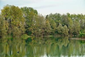 arboles en el bosque foto