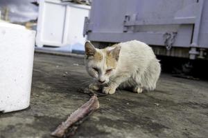 Cat eating fish on the street photo