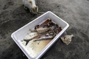 Cat eating fish on the street photo