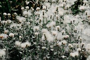 Lush bull thistle swaying in the wind along the river in Kashgar, Xinjiang photo